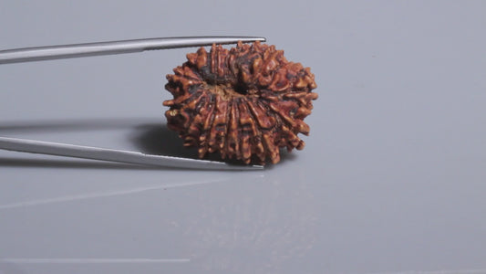 16 MUKHI RUDRAKSHA (26.68 mm)