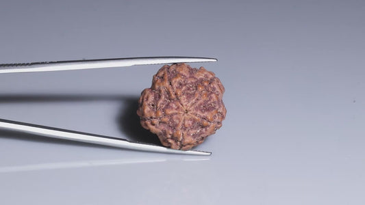 5 MUKHI RUDRAKSHA (21.95 mm)