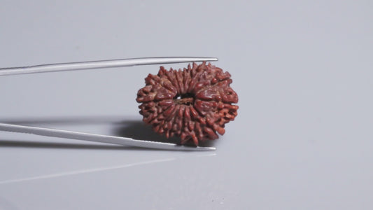 15 MUKHI RUDRAKSHA (25.37 mm)