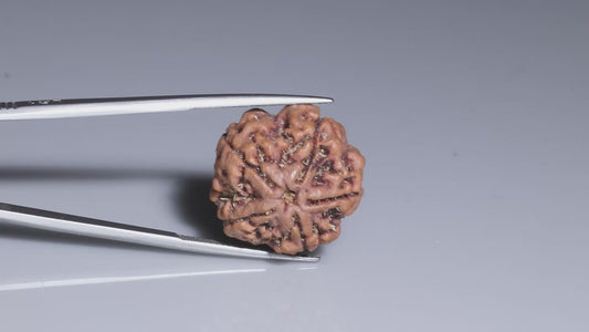 5 MUKHI RUDRAKSHA (22.13 mm)