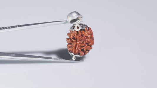3 MUKHI RUDRAKSHA (19.61 mm)