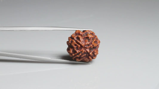 4 MUKHI RUDRAKSHA (17.45 mm)