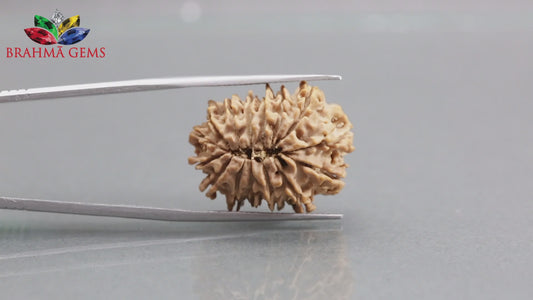 15 MUKHI RUDRAKSHA (25.15 mm)