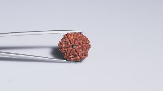 6 MUKHI RUDRAKSHA (19.60 mm)