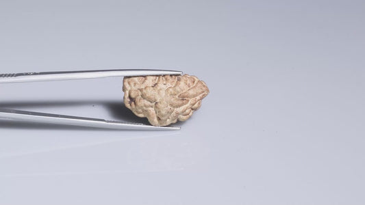 1 MUKHI RUDRAKSHA (23.67 mm)