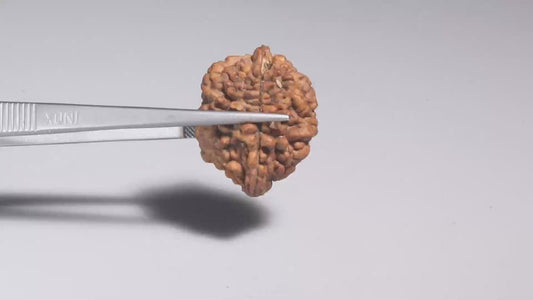2 MUKHI RUDRAKSHA (29.90 mm)