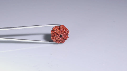 4 MUKHI RUDRAKSHA (19.01 mm)