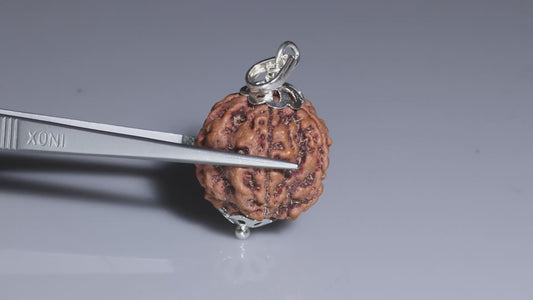 5 MUKHI RUDRAKSHA (23.48 mm)