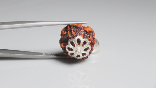 4 MUKHI RUDRAKSHA (18.53 mm)