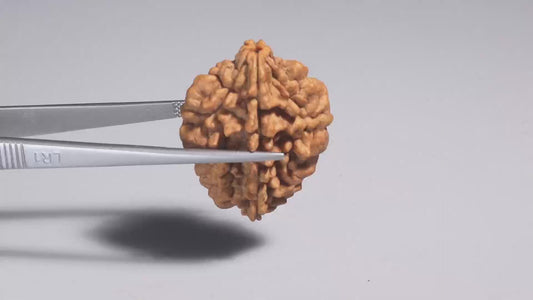 2 MUKHI RUDRAKSHA (34.55 mm)