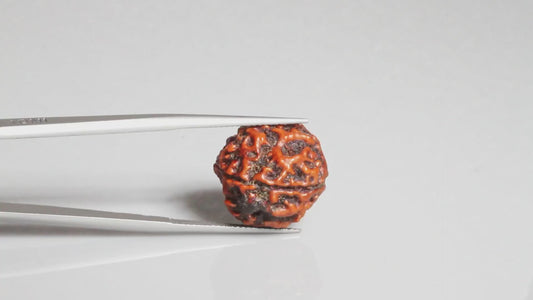 4 MUKHI RUDRAKSHA (17.19 mm)