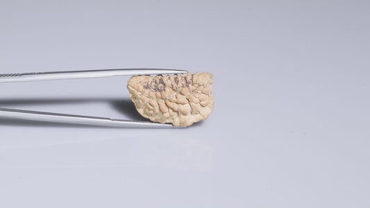 1 MUKHI RUDRAKSHA (23.56 mm)