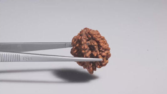 2 MUKHI RUDRAKSHA (28.77 mm)
