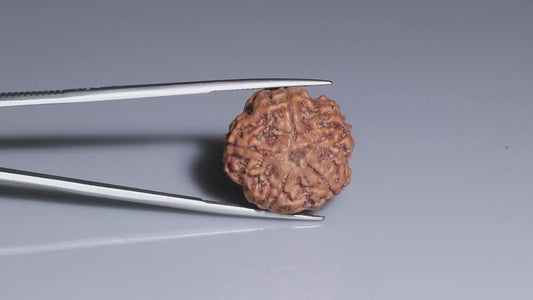 5 MUKHI RUDRAKSHA (22.61 mm)