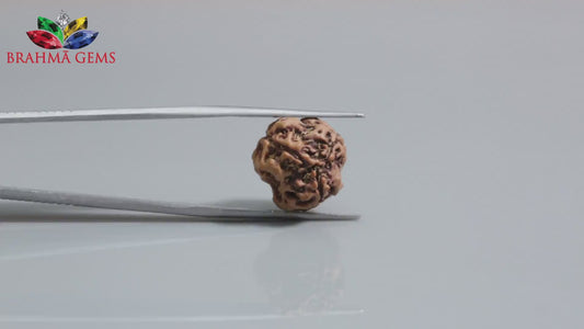 3 MUKHI RUDRAKSHA (16.68 mm)