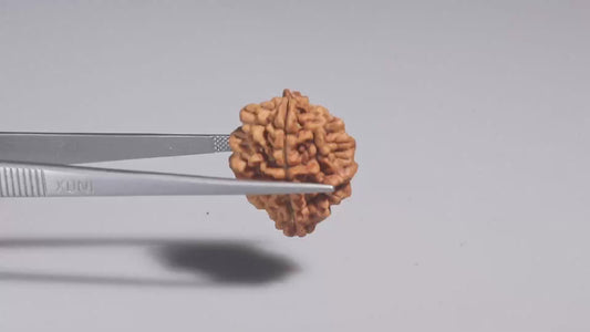2 MUKHI RUDRAKSHA (26.31 mm)