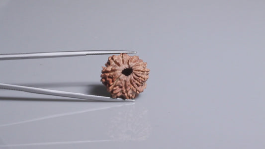 14 MUKHI RUDRAKSHA (19.48 mm)