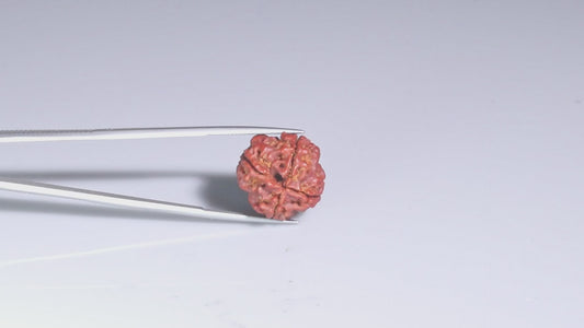 4 MUKHI RUDRAKSHA (19.25 mm)