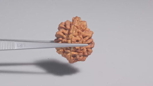 2 MUKHI RUDRAKSHA (29.45 mm)