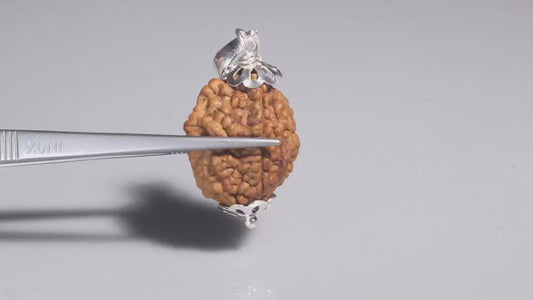 2 MUKHI RUDRAKSHA (26.58 mm)