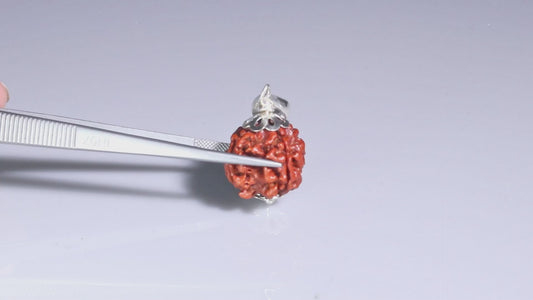 4 MUKHI RUDRAKSHA(18.92  mm)