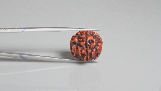 4 MUKHI RUDRAKSHA (17.47 mm)