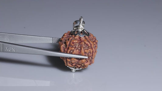 5 MUKHI RUDRAKSHA (22.45 mm)