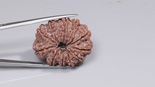 11 MUKHI RUDRAKSHA (31.65 mm)