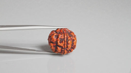 4 MUKHI RUDRAKSHA (17.67 mm)