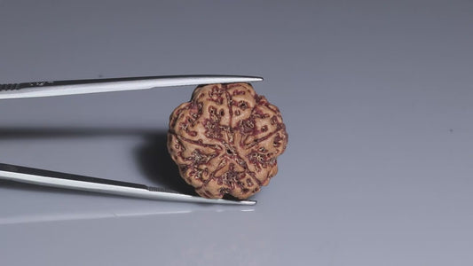 5 MUKHI RUDRAKSHA (22.80 mm)