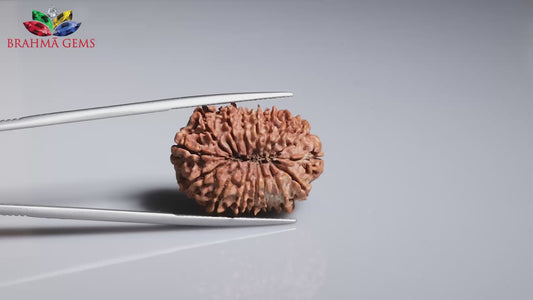 16 MUKHI RUDRAKSHA (25.99 mm)
