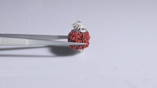 4 MUKHI RUDRAKSHA (18.85 mm)