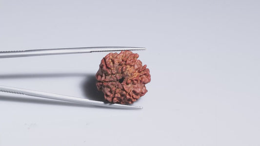 6 MUKHI RUDRAKSHA (21.40 mm)