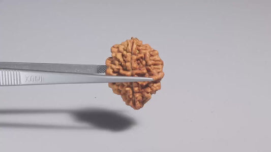 2 MUKHI RUDRAKSHA (25.55 mm)