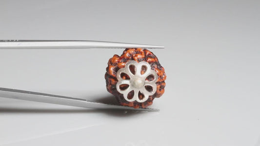4 MUKHI RUDRAKSHA (18.45 mm)