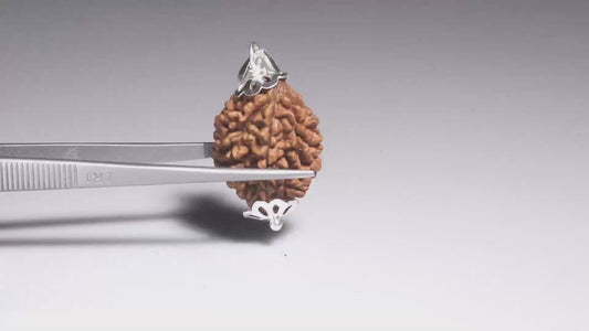 2 MUKHI RUDRAKSHA (28.81 mm)