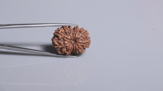 12 MUKHI RUDRAKSHA (25.45 mm)