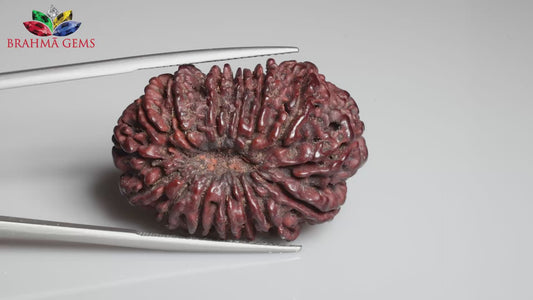 15 MUKHI RUDRAKSHA (32.17 mm )