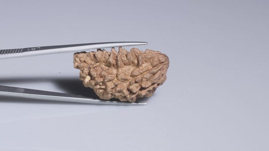 1 MUKHI RUDRAKSHA (34.70 mm)