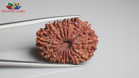 15 MUKHI RUDRAKSHA (29.93 mm )