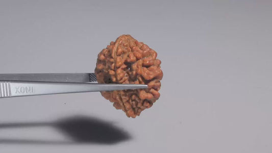 2 MUKHI RUDRAKSHA (28.71 mm)