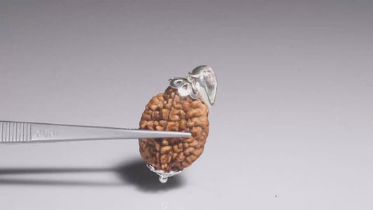 2 MUKHI RUDRAKSHA (28.01 mm)