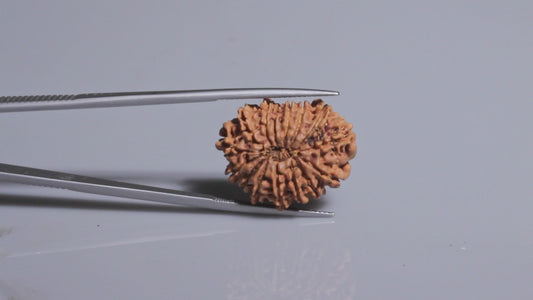 15 MUKHI RUDRAKSHA (24.59 mm)