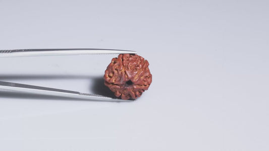 6 MUKHI RUDRAKSHA (17.77 mm)