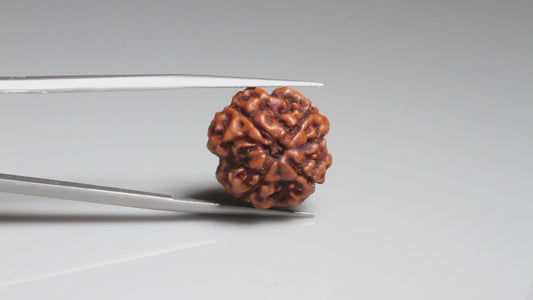 4 MUKHI RUDRAKSHA (17.83 mm)