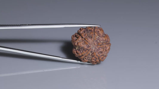 5 MUKHI RUDRAKSHA (22.25 mm)