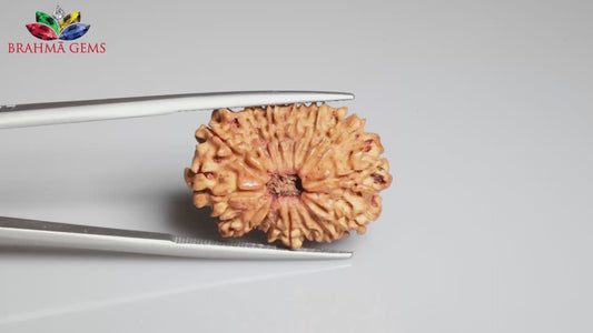 15 MUKHI RUDRAKSHA ( 23.78 mm )