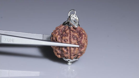 5 MUKHI RUDRAKSHA (23.58 mm)