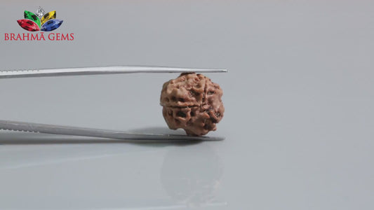 3 MUKHI RUDRAKSHA (18.62 mm)