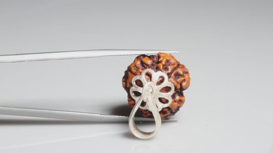 4 MUKHI RUDRAKSHA (20.16 mm)